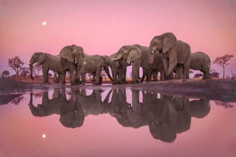 Foto: Frans Lanting, Eye to Eye with Life /näitusefoto kodulehelt xposure.ae