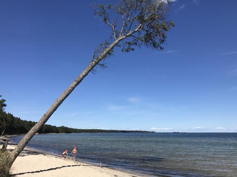 Hiiumaa, Tõrvanina randa on oma kaldus männi ja valge liiva tõttu võrreldud mõnelgi pool veebis Fijiga. Foto Enriika Vunk