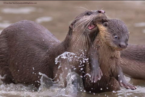 Foto: Ruttu, kooli! /Chee Kee Teo, comedywildlifephoto.com kuvatõmmis