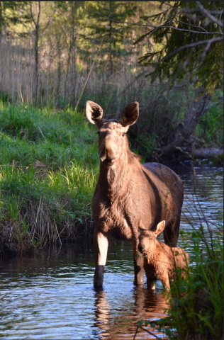 Foto: Val Rajasaar