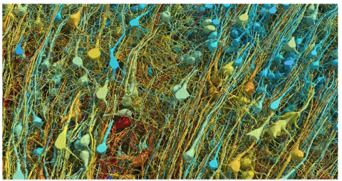 Foto: kuvatõmmis /Petapixel, Google Research/ Lichtman Lab, Harvardi ülikool