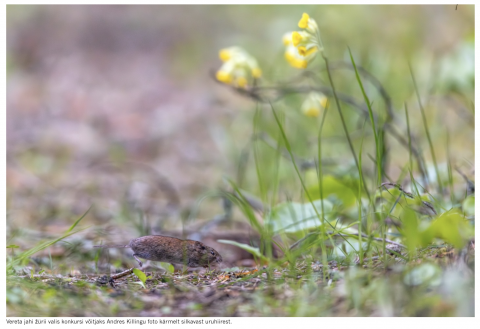 Foto: võidupilt, kuvatõmmis