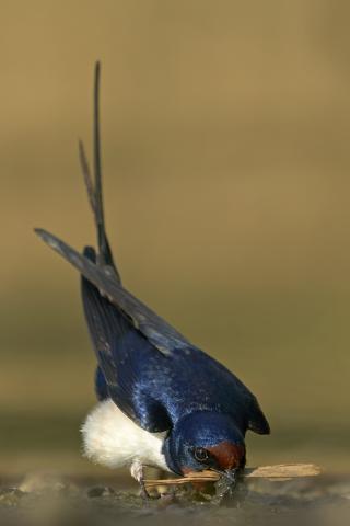 Foto: Petri Pietiläinen, vuodenluontokuva.fi